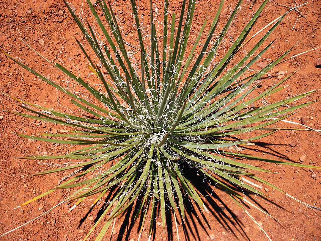 Narrow-leaved Yucca fruiting